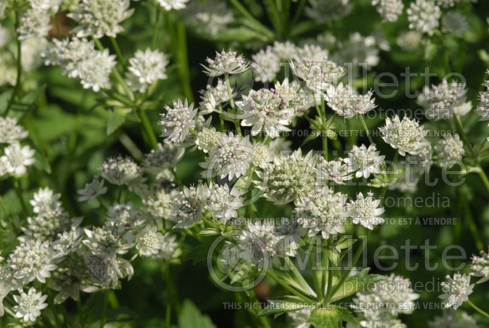 Astrantia Star of Billions (Masterwort) 2