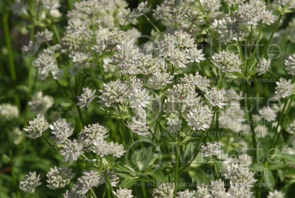 Astrantia Star of Billions (Masterwort) 5