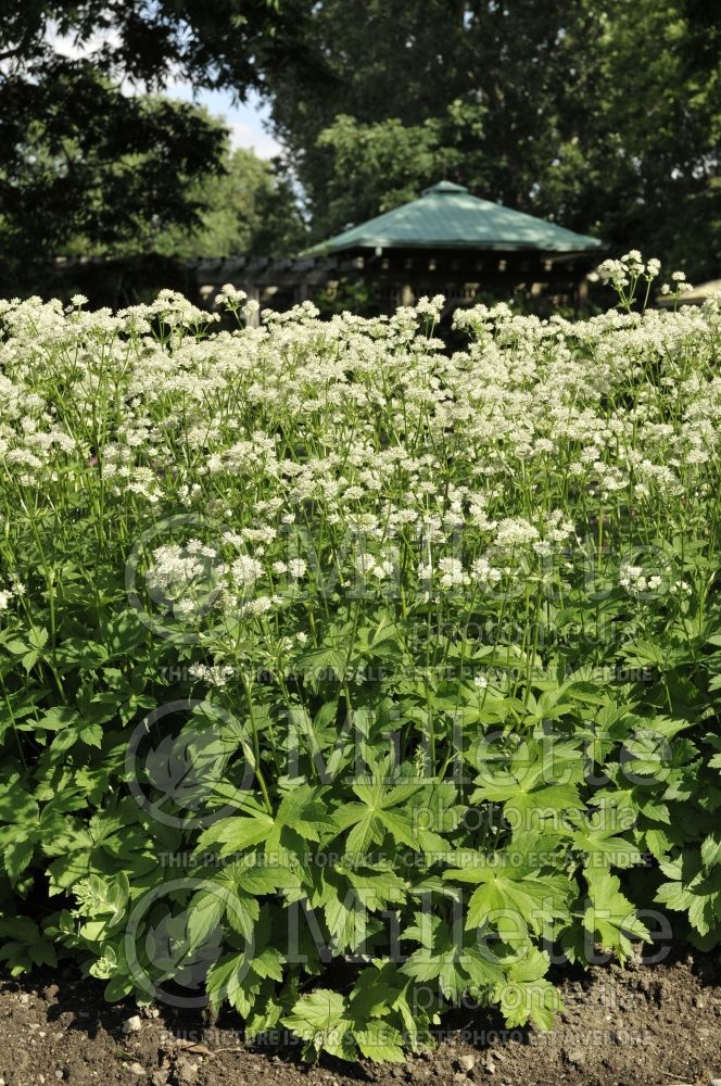 Astrantia Star of Billions (Masterwort) 3