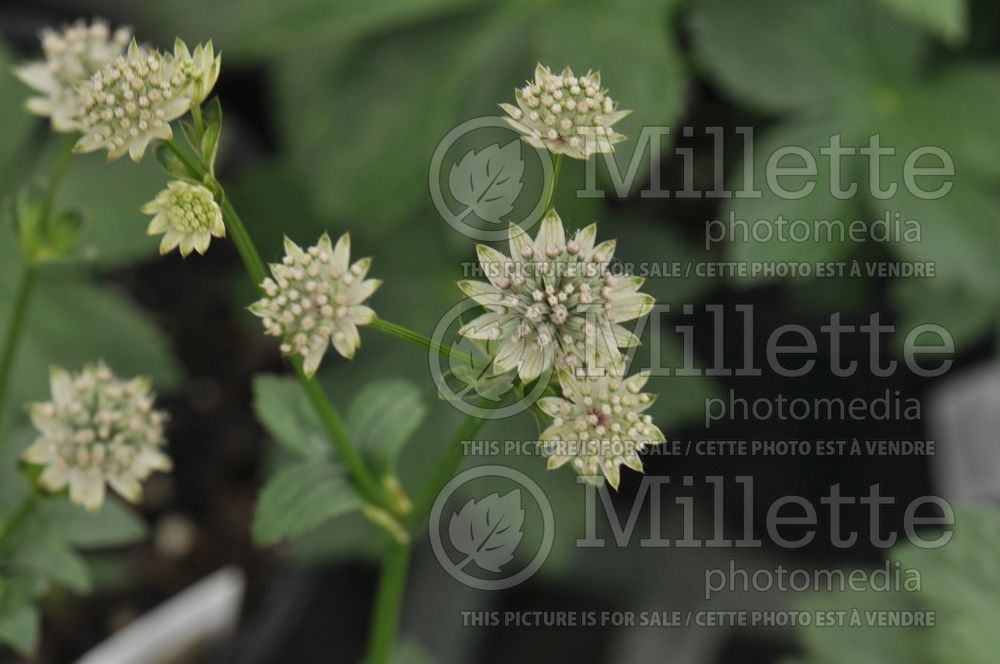 Astrantia Star of Billions (Masterwort) 4