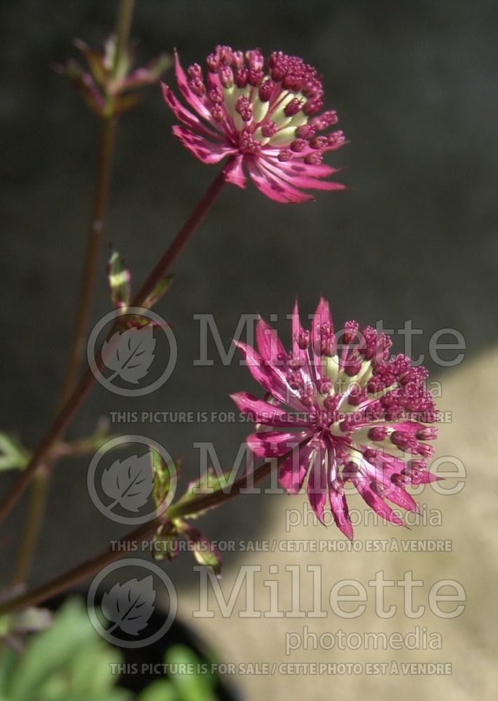 Astrantia Star of Summer (Masterwort) 1