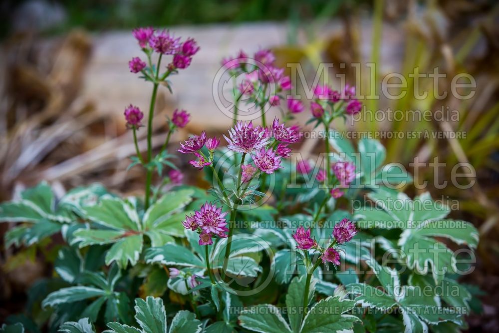 Astrantia Vanilla Gorilla (Masterwort) 5