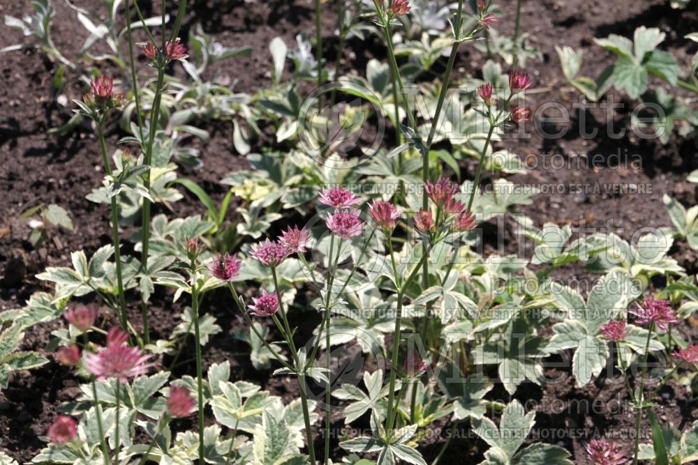 Astrantia Vanilla Gorilla (Masterwort) 1