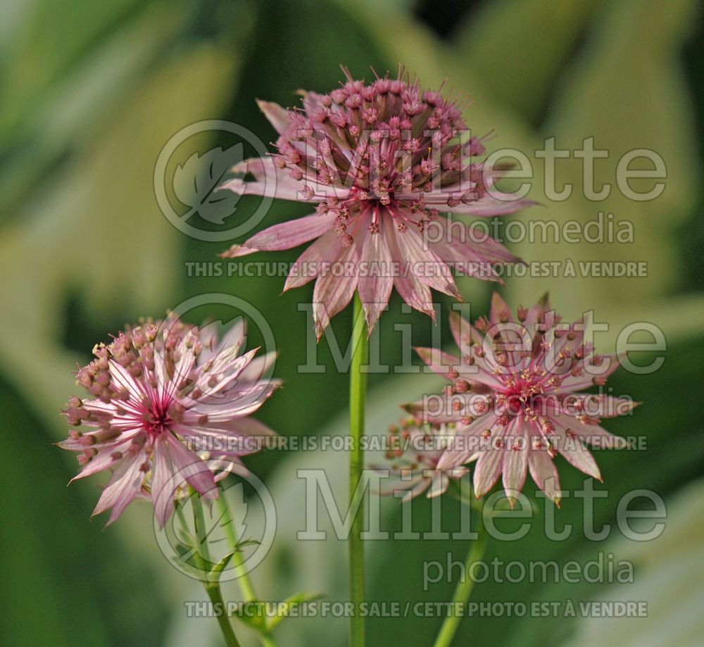 Astrantia Vanilla Gorilla (Masterwort) 6