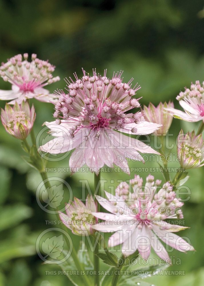 Astrantia Vanilla Gorilla (Masterwort) 2