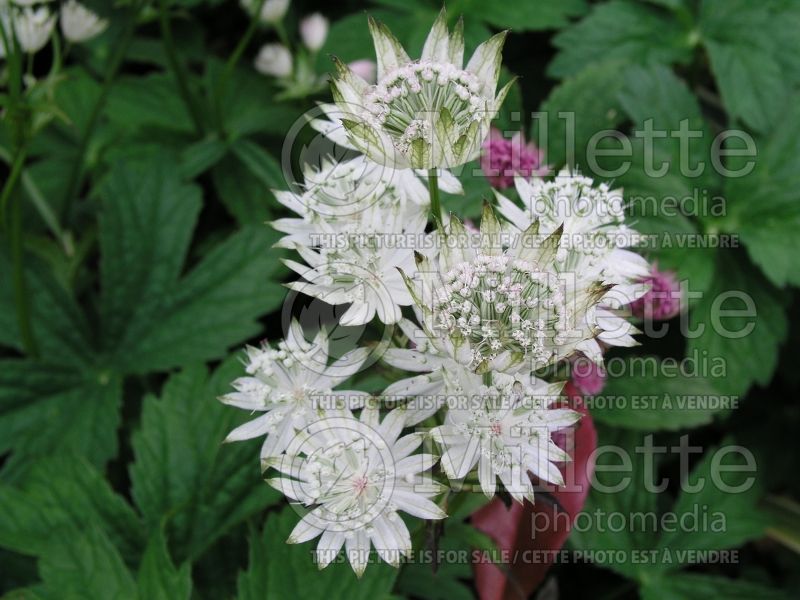 Astrantia Snowstar (Masterwort) 1 