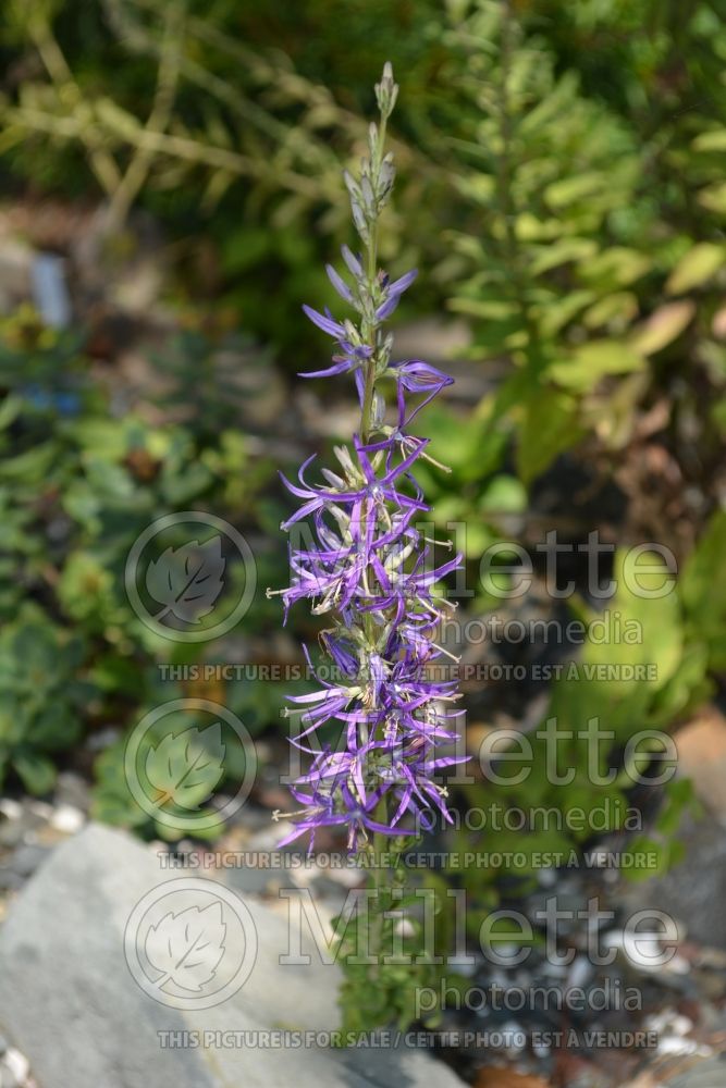 Asyneuma limoniifolium (statice leaf harebell) 1 