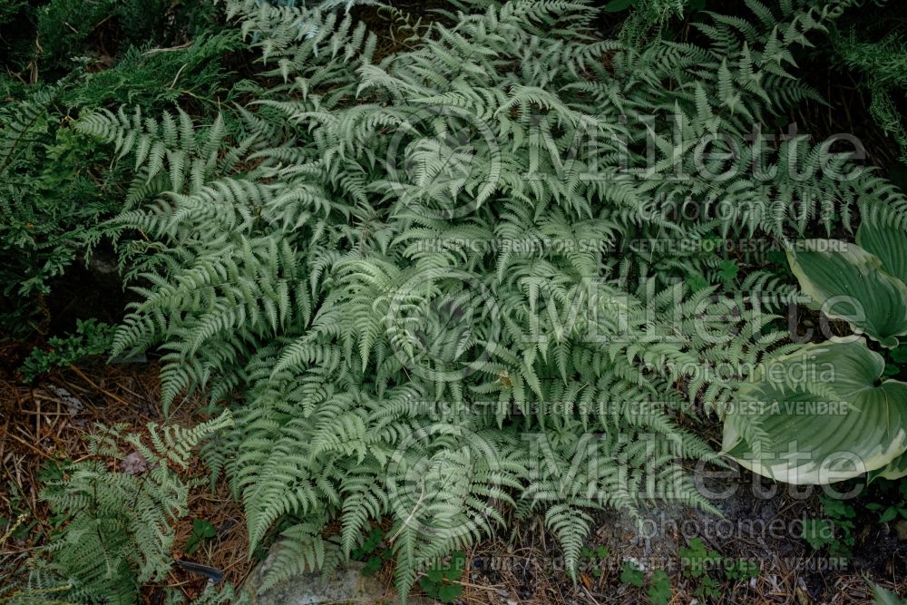 Athyrium Branford Beauty (Japanese painted fern) 4 