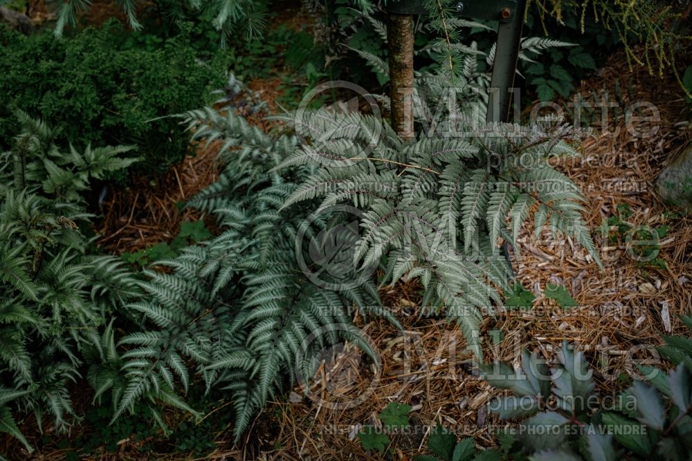 Athyrium Burgundy Lace (Japanese painted fern) 5