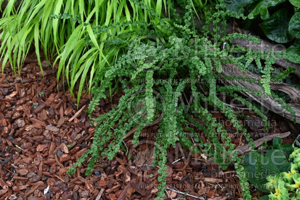 Athyrium Frizelliae (Lady fern) 7