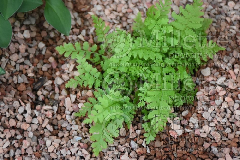 Athyrium Minutissima (Lady fern) 3 