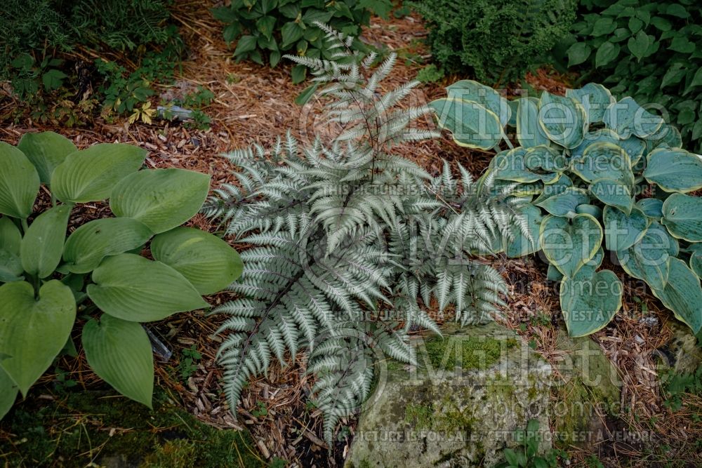 Athyrium Godzilla (Giant Japanese Painted Fern) 4