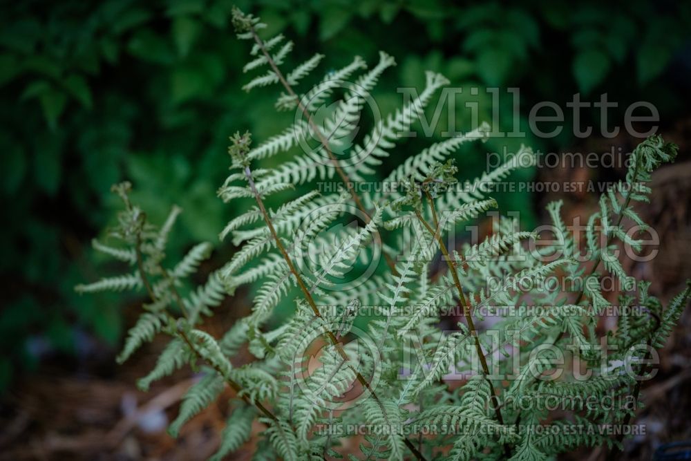 Athyrium Ocean's Fury (Lady fern) 2 