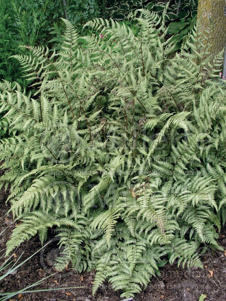 Athyrium Branford Beauty (Japanese painted fern) 1 