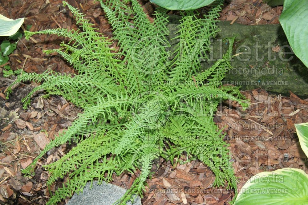 Athyrium Dre's Dagger (Lady Fern) 3 