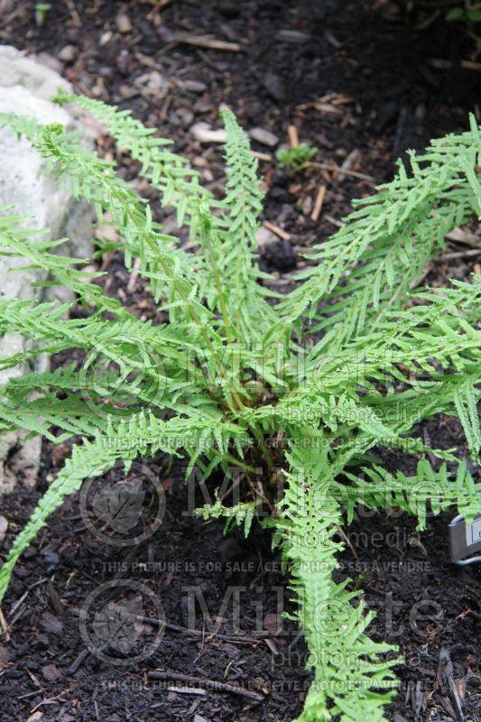 Athyrium Dre's Dagger (Lady Fern) 2 