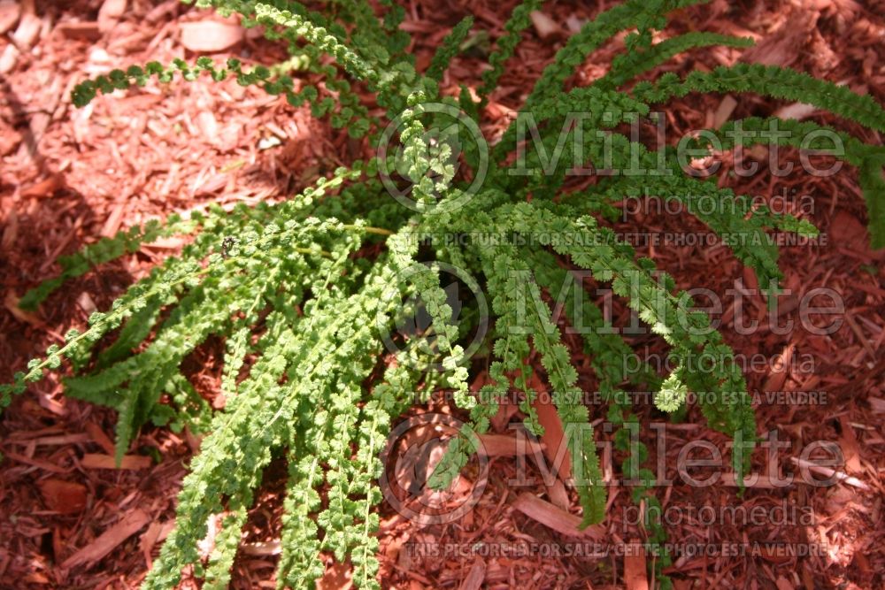 Athyrium Frizelliae (Lady fern) 1