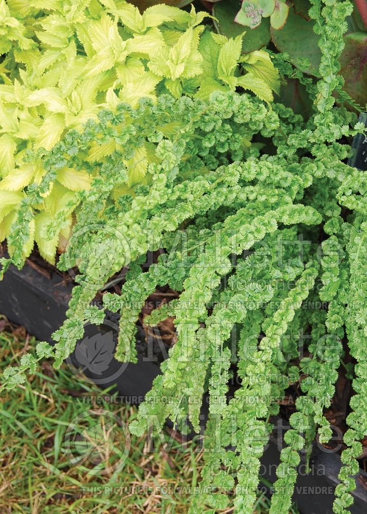 Athyrium Frizelliae (Lady fern) 5