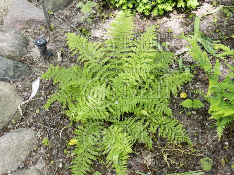 Athyrium Veroniae Cristatum (Lady fern) 1 