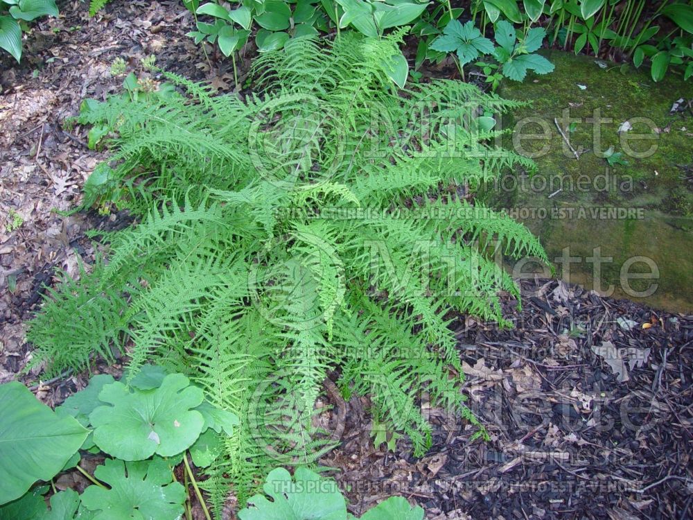 Athyrium Victoriae (Lady fern ) 1