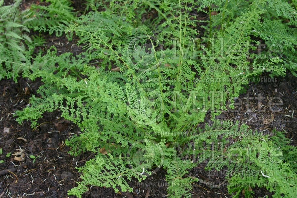 Athyrium filix-femina (Lady Fern or Common Lady-fern) 1