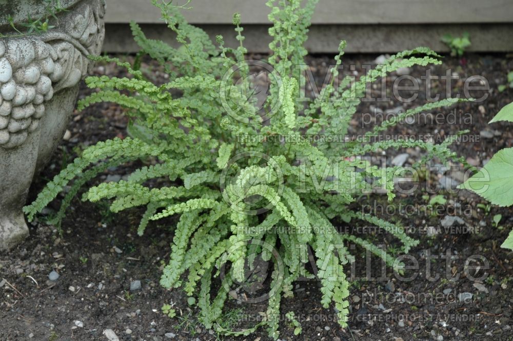 Athyrium Frizelliae (Lady fern) 2