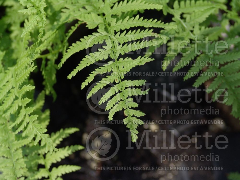 Athyrium Frizelliae (Lady fern) 4