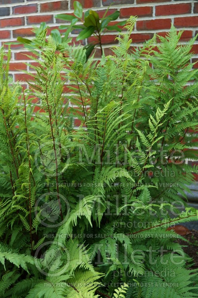 Athyrium Lady in Red (Lady fern) 3 