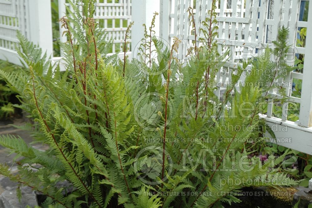 Athyrium Lady in Red (Lady fern) 2 