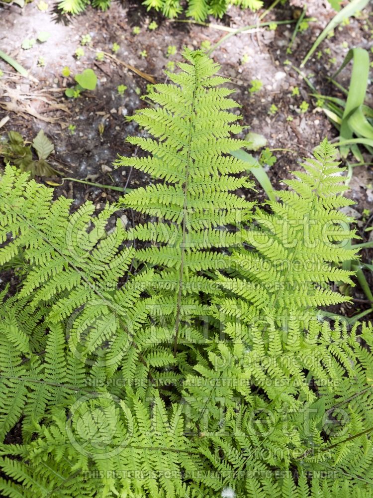 Athyrium Veroniae Cristatum (Lady fern) 2 