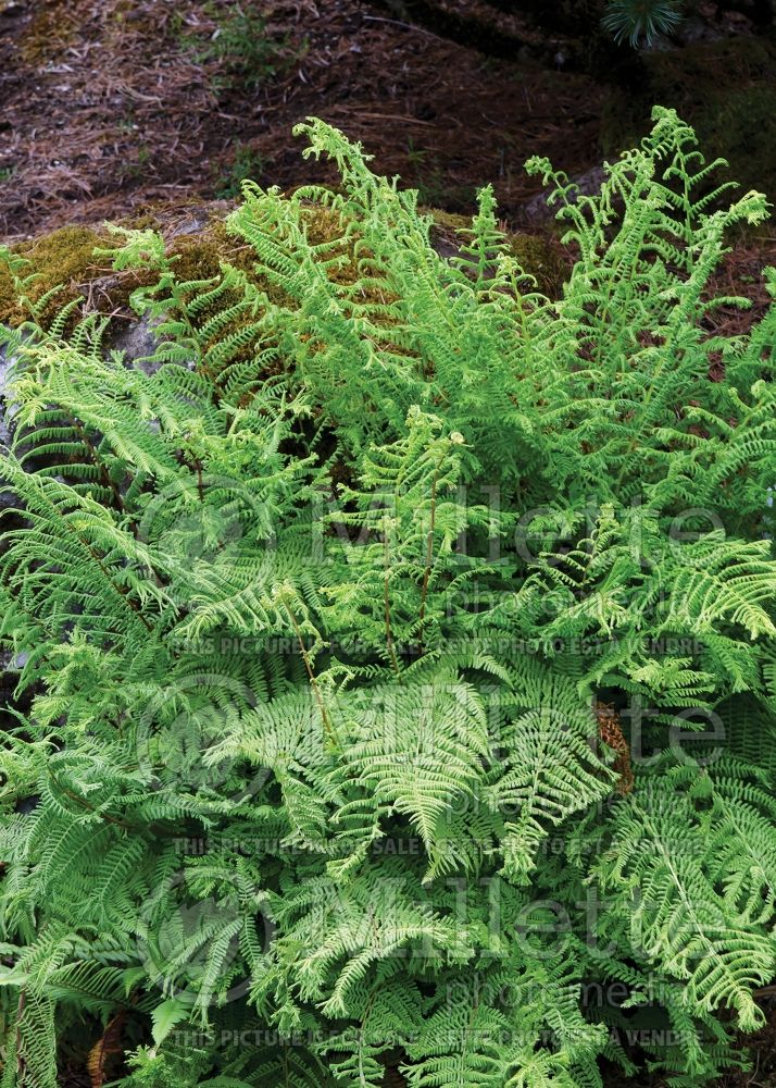 Athyrium Veroniae (Lady fern) 1 