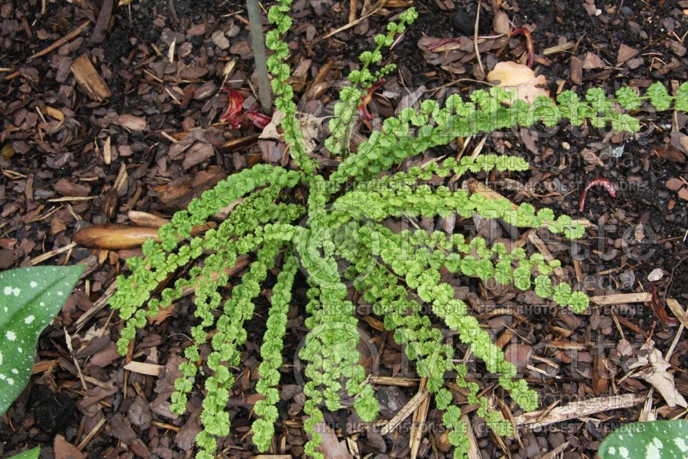 Athyrium Frizelliae (Lady fern) 3