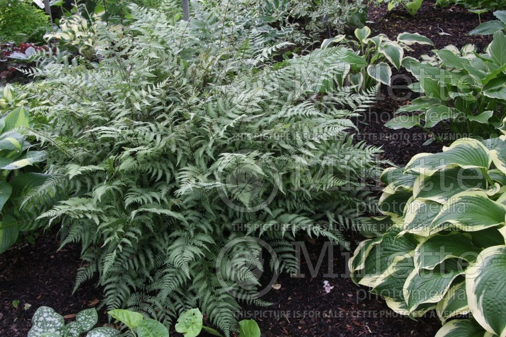 Athyrium Ghost (Ghost fern) 1