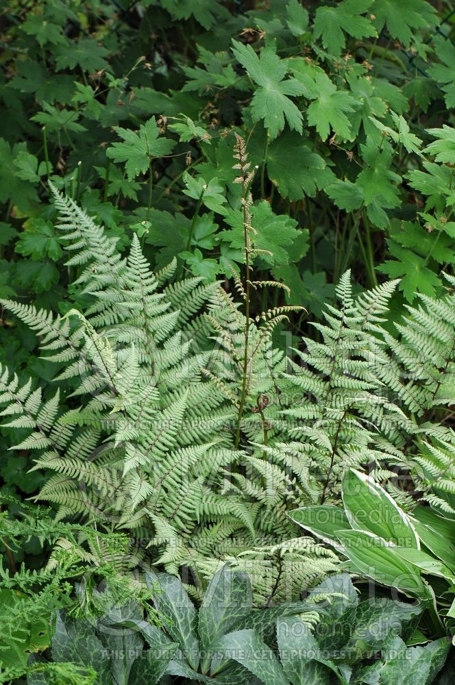 Athyrium Ghost (Ghost fern) 3