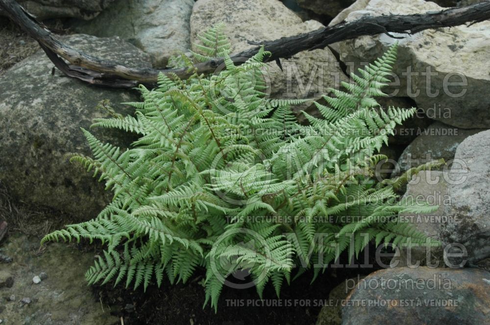 Athyrium Ghost (Ghost fern) 4