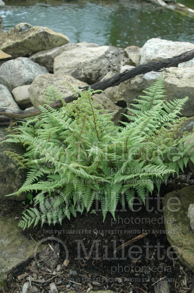 Athyrium Ghost (Ghost fern) 5