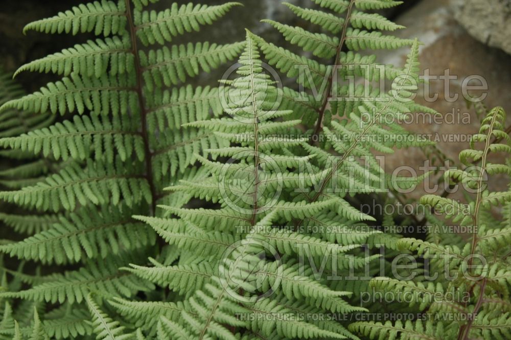 Athyrium Ghost (Ghost fern) 6