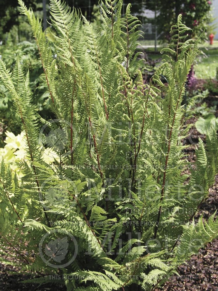 Athyrium Lady in Red (Lady fern) 1 