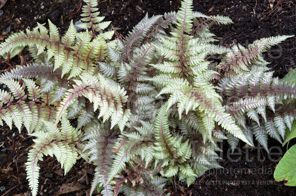 Athyrium Burgundy Lace (Japanese painted fern) 4