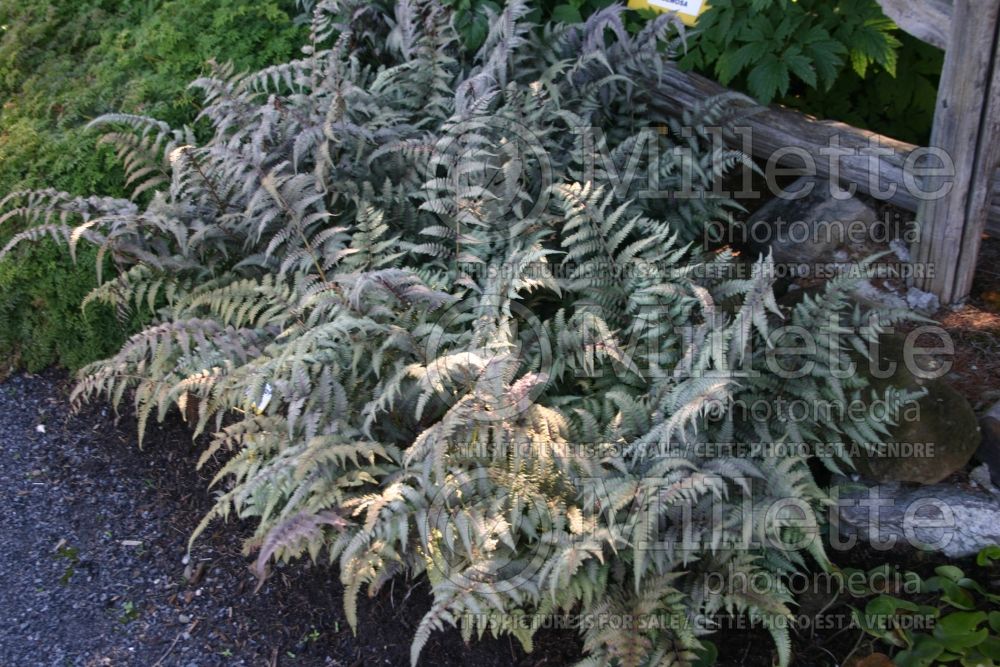 Athyrium Burgundy Lace (Japanese painted fern) 1