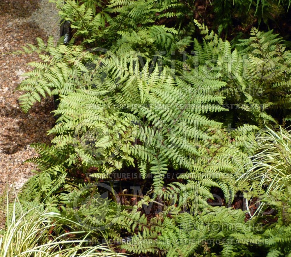 Athyrium Ghost (Ghost fern) 10