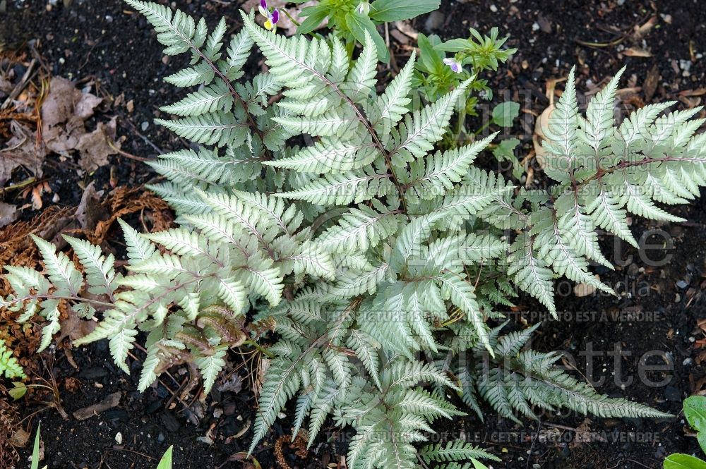 Athyrium Metallicum (Japanese painted fern - fougère) 2 