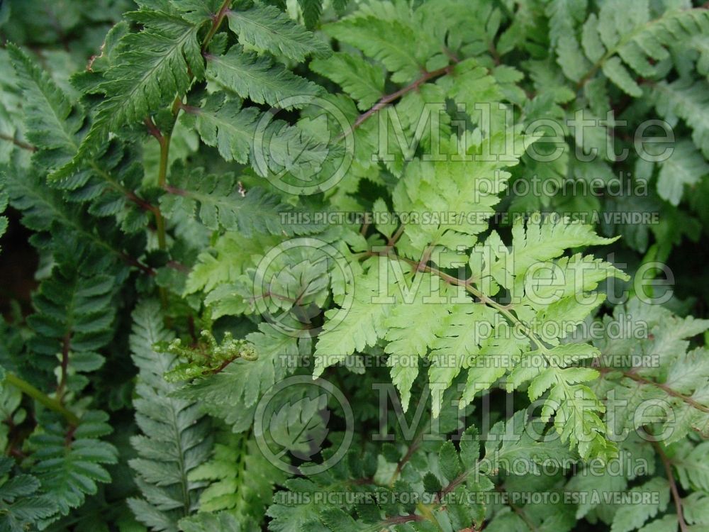 Athyrium Metallicum (Japanese painted fern - fougère) 1