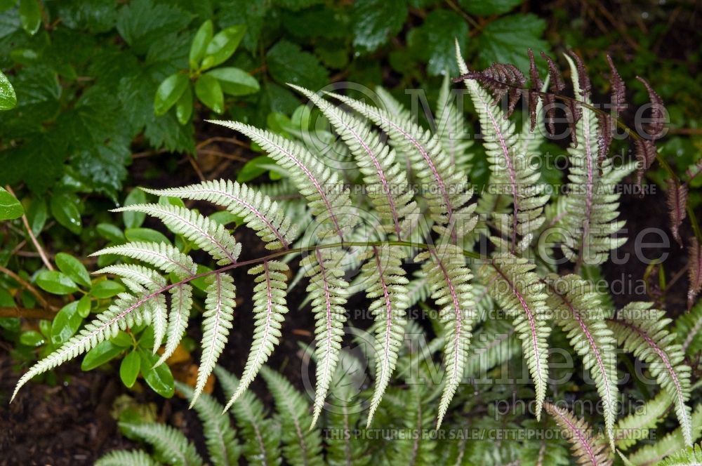 Athyrium Red Beauty (Japanese painted fern) 1