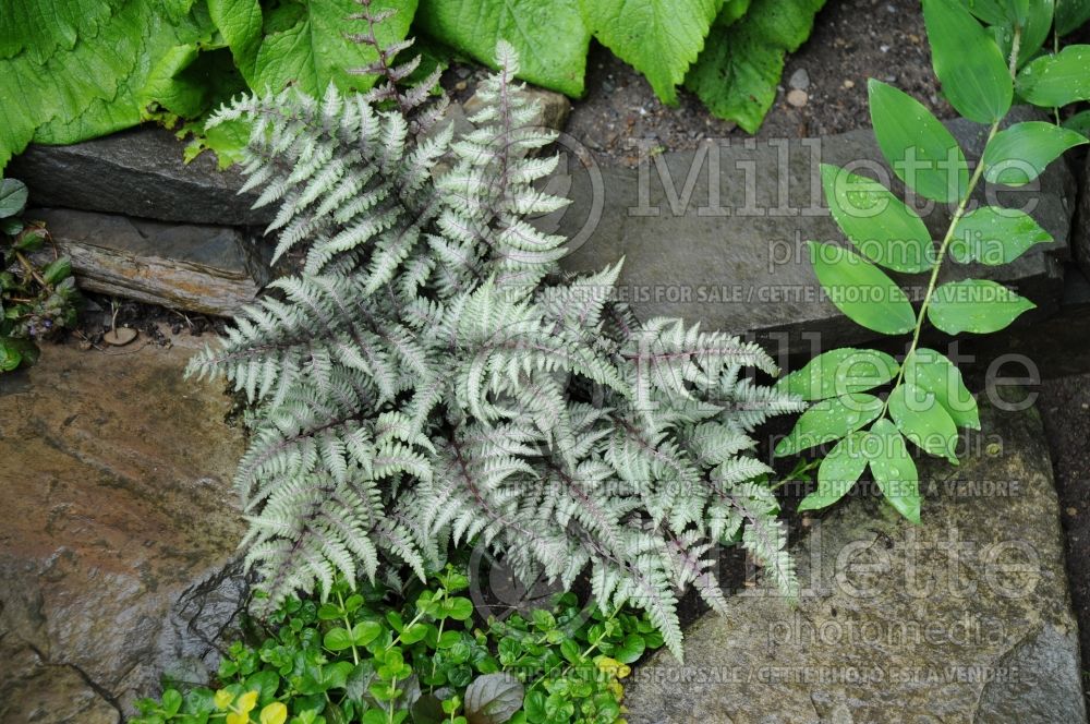 Athyrium Ursula's Red (Japanese painted fern) 1