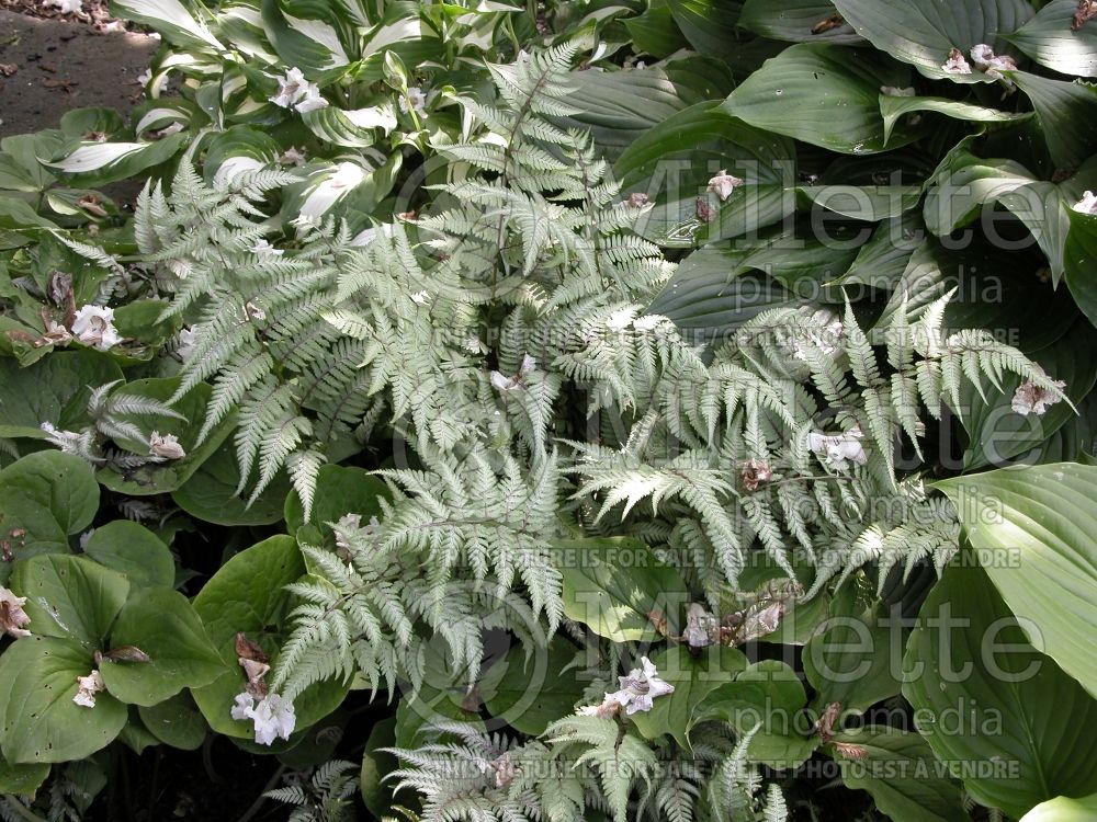 Athyrium niponicum pictum (Japanese painted fern) 10 