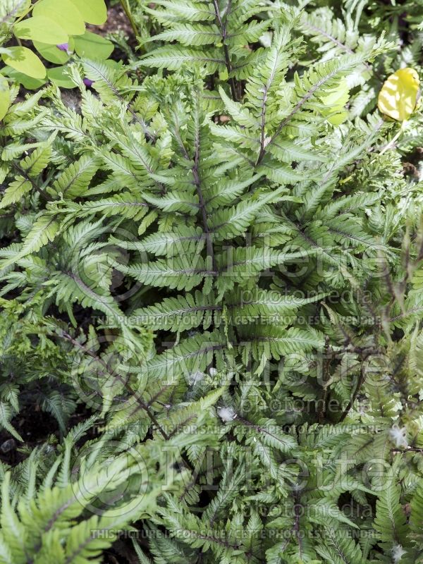 Athyrium Applecourt or Apple Court (Japanese painted fern) 2 