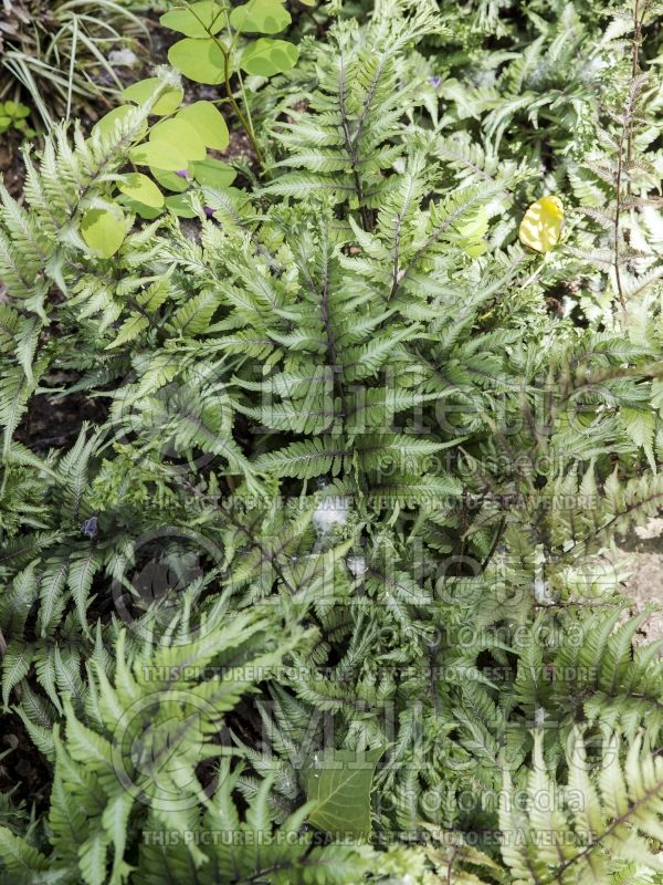 Athyrium Applecourt or Apple Court (Japanese painted fern) 3 