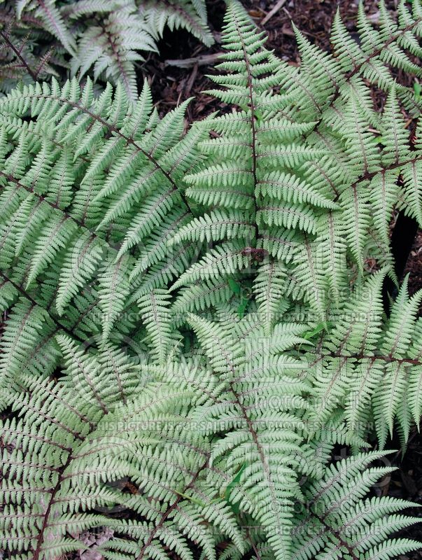 Athyrium Pearly White (Japanese painted fern) 1 