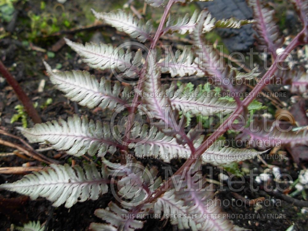 Athyrium Pewter Lace (Japanese painted fern) 1 